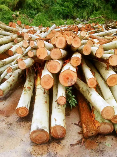 How Do You Measure and Cut Plywood?