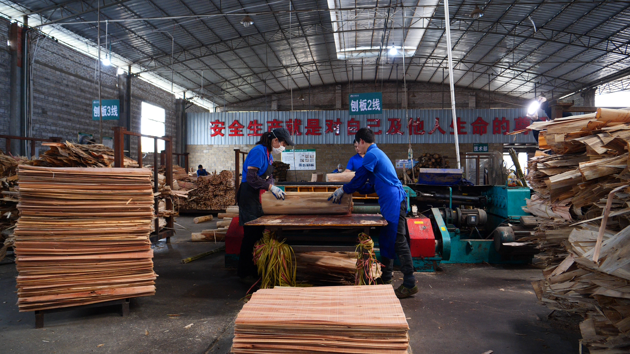 Real DALI Wood bent plywood workshop line with workers processing plywood components.