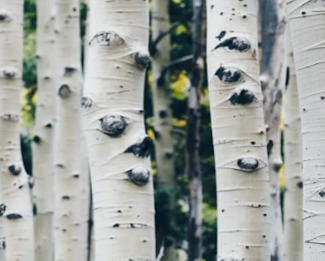 buy molded plywood-Birch.png